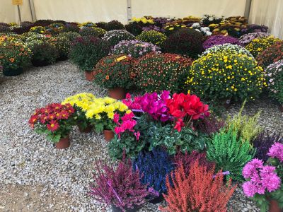 Foire aux plantes de Toussaint à l'ESAT Les Glycines