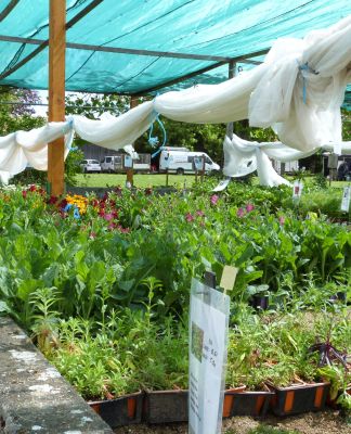 Foire aux plantes et plants de légumes 2019