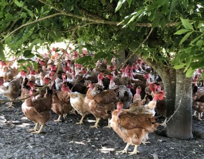 Des poulets élevés au plein air