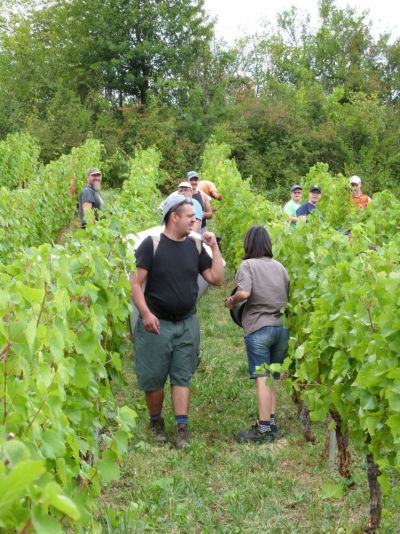 Une partie de la récolte destinée au vin de paille