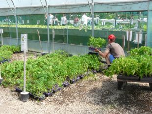 Grande vente de plants