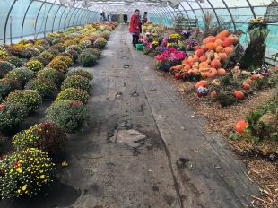 Foire aux plantes de Toussaint à l'ESAT Les Glycines