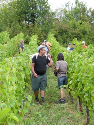 Dans les rangs de Poulsard