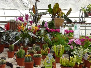 Succulentes et plantes carnivores