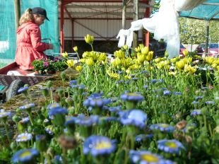 Grande vente de plants