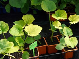 Des courges...