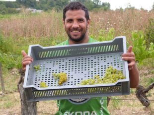 Récolte en cagette pour le vin de paille