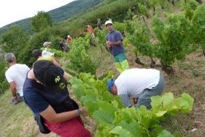 Vendanges 2020 : le raisin de Juralliance sera transformé en vin de paille ou en Crémant du Jura